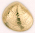 M420 Clam shell charm